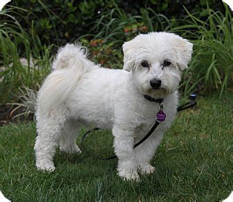 maltese bichon mix for adoption.